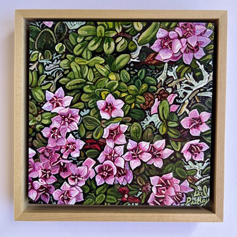 Arctic Groundscape 1 (Alpine Azalea)
