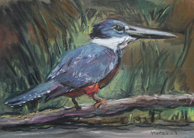 kingfisher bird