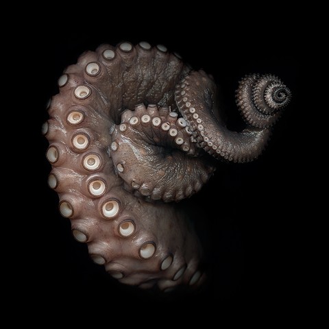 Octopus #2