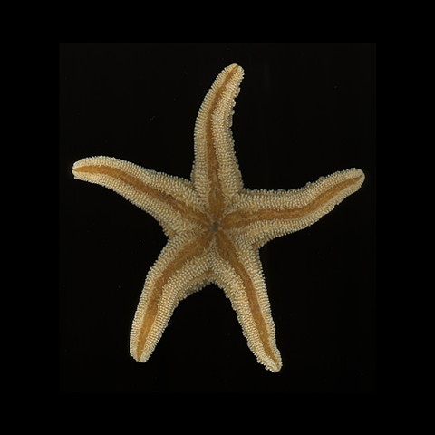 Starfish #348