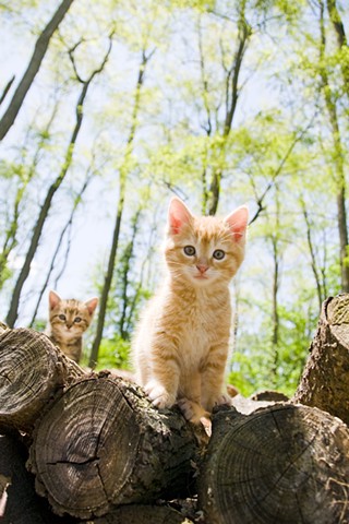 Wood Pile Kittens
