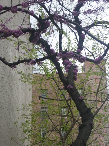 "Spring in NYC"