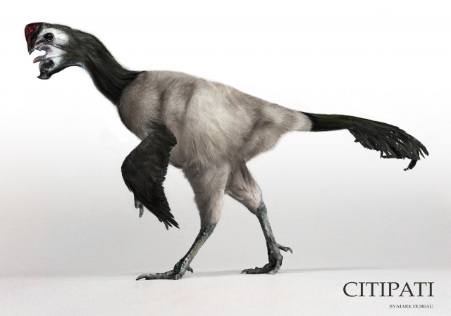 Oviraptor (Citipati)