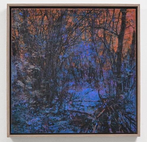 In the Woodlands #44