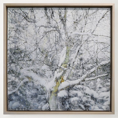 In the Woodlands #11