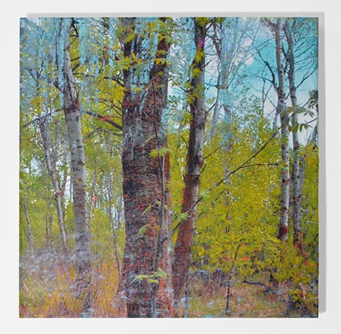 In the Woodlands #43