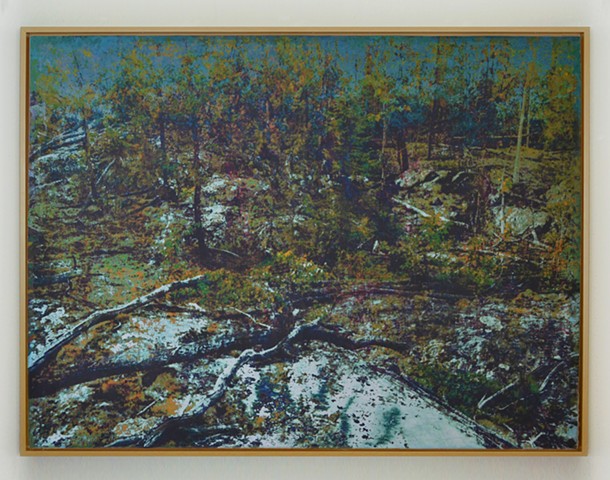 In the Woodlands #32