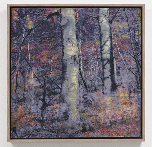 In the Woodlands #45