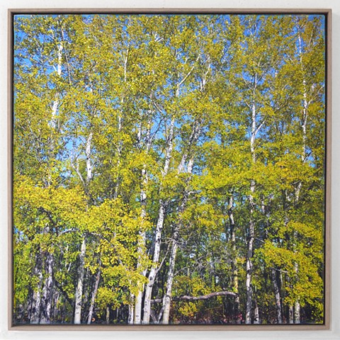 In the Woodlands #29