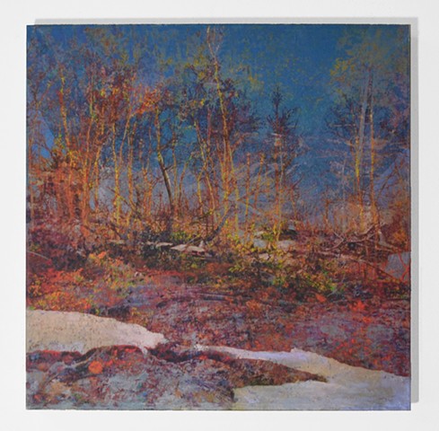 In the Woodlands #42