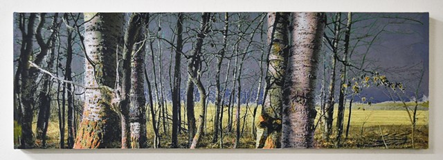 In the Woodlands #36