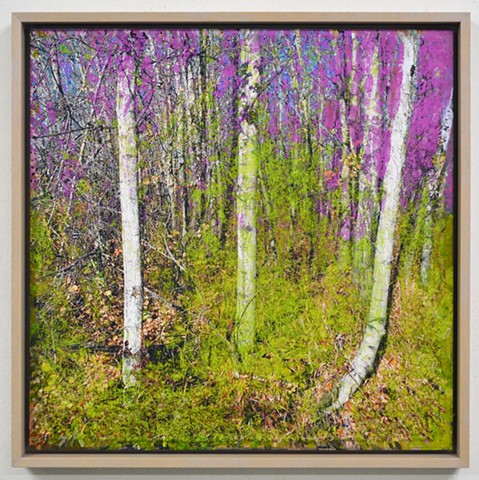 In the Woodlands #27