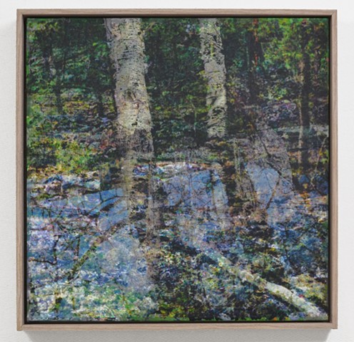 In the Woodlands #46