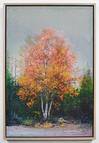 In the Woodlands #25