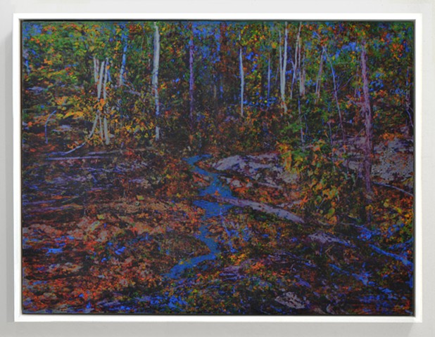 In the Woodlands #39