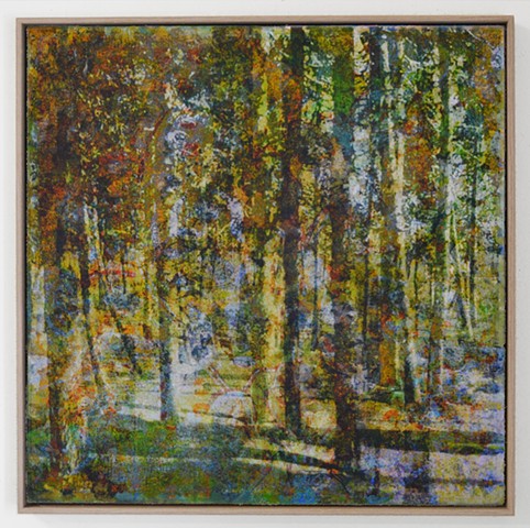 In the Woodlands #12