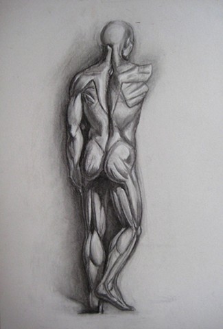 Anatomical Study