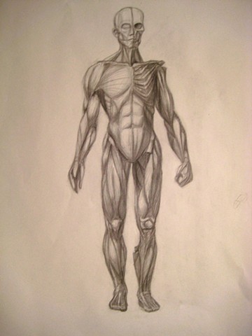 Anatomical Study