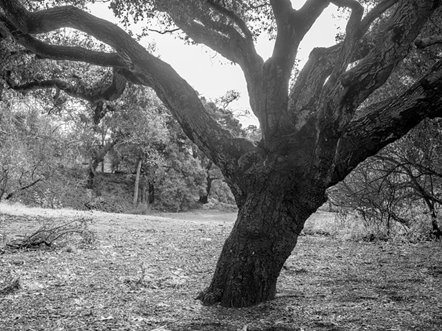 Temescal Canyon, The Great Oak Post-Burn