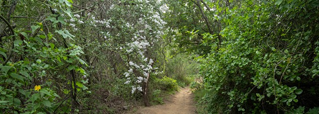 Topanga Trail Panorama