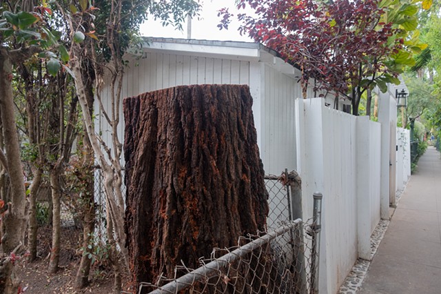 Redwood Stump