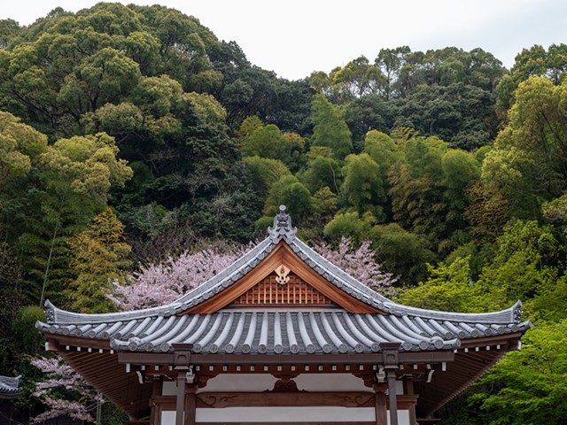 Sumadera Roof and Forest