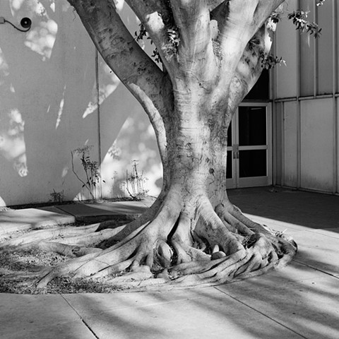 Cerritos Courtyard Ficus