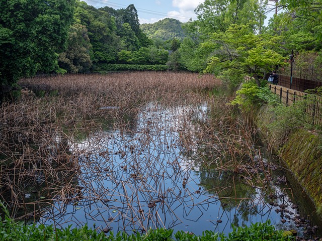Arashiyama Lotus Pond