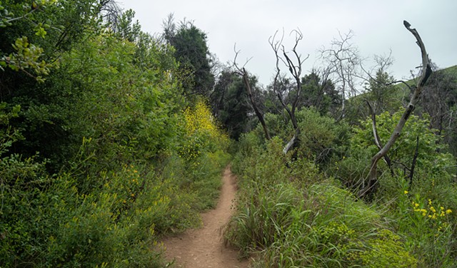 Escondido Trail Recovering From Fire #1