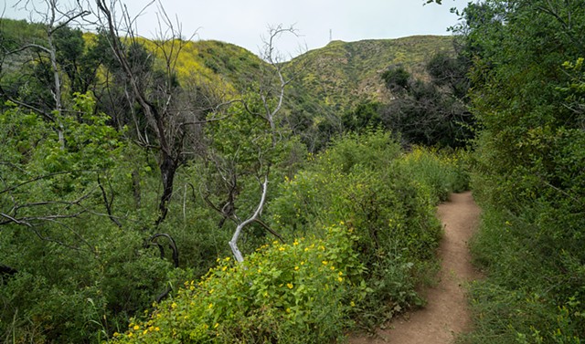 Escondido Trail Recovering From Fire #2