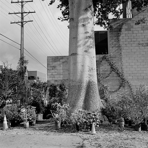 Sawtelle Tree and Cones