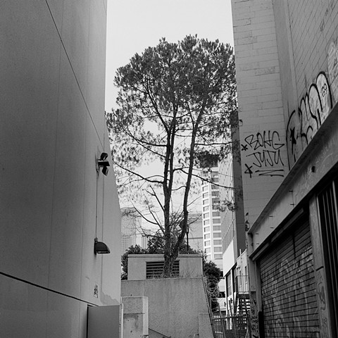 Little Tokyo Tree, Downtown LA