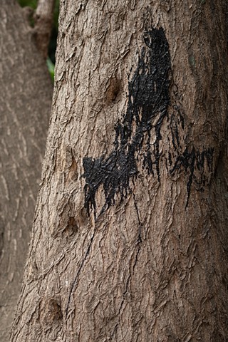 Tarred Tree