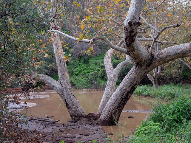Temescal Sycamore, New Year's Day