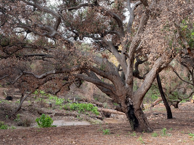 Temescal Canyon, The Great Oak Lives