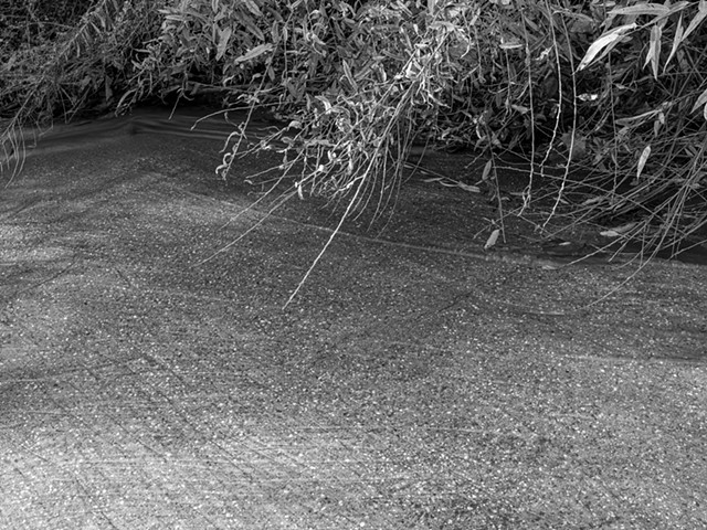 Santa Ynez Creek and Overhanging Twigs