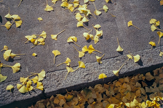 Ginko On Sidewalk