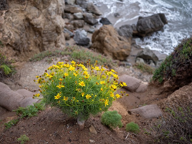 Cliff Bouquet, Leo Carrillo State Beach