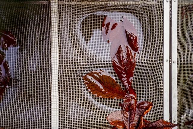 Wet Leaves On Compost Screen