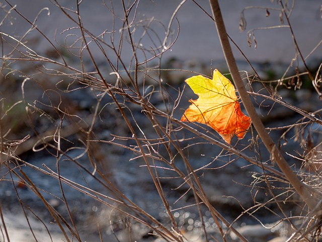 Leaf and Bare Twigs (Santa Ynez Trail)