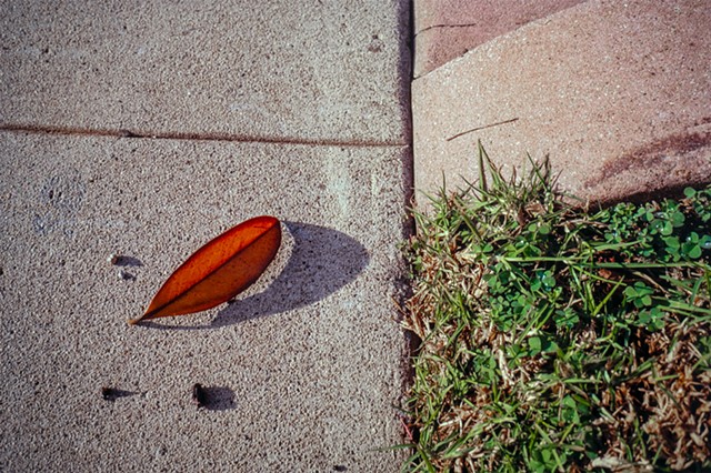 Leaf With Arched Shadow