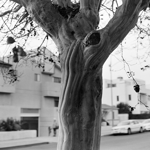 Tree On Corinth, West LA