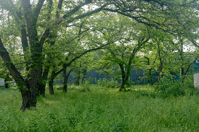 Chichibu Trees