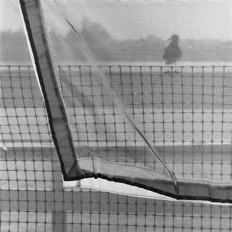 Seagull and Netting