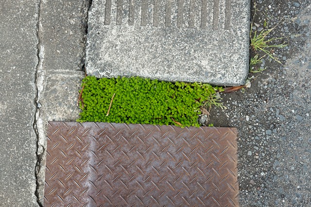 Green Patch In Chichibu