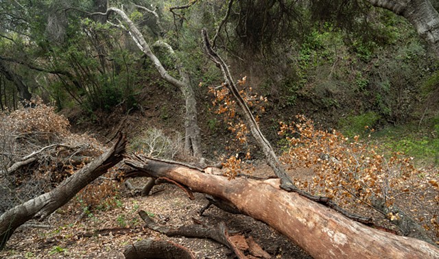 Fallen Trees Along Santa Ynez Creek