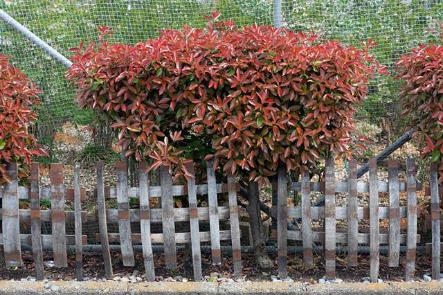 Chichibu Bush and Fence