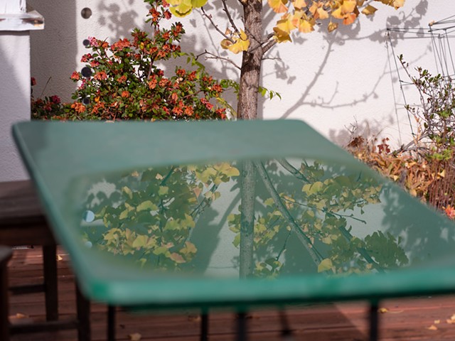 Ginko Reflection