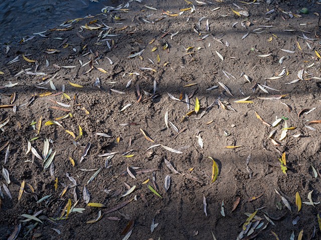 Leaves On Santa Ynez Trail