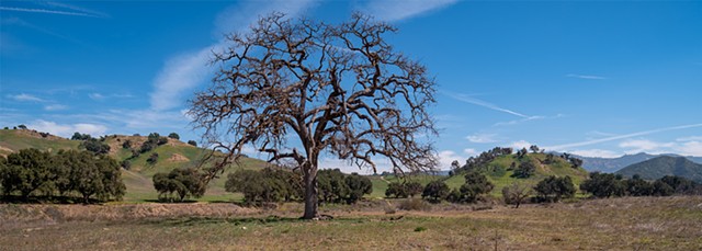 Malibu Creek Oak